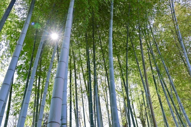 【茨城】竹林伐採・処分の費用相場