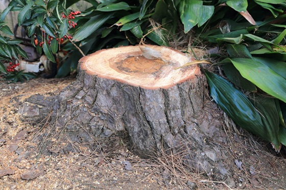 【茨城】木の伐採に適した時期を見極めるポイント